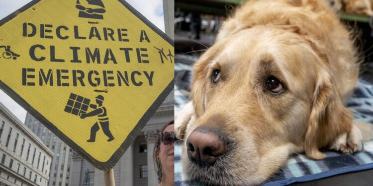 Left-wing magazine says dogs are bad for the environment — the reaction is brutal and hilarious