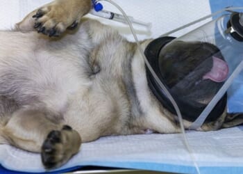 Dogs shouldn’t have to die for new medications