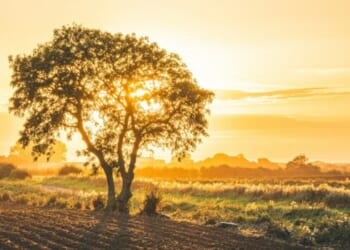 Only God Can Make a Tree