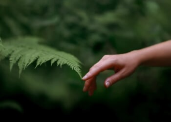Francis, the pope who put the Church in green mode – Catholic World Report