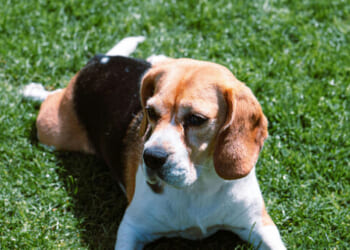 Trump Admin Ends All Beagle Experimentation at NIH