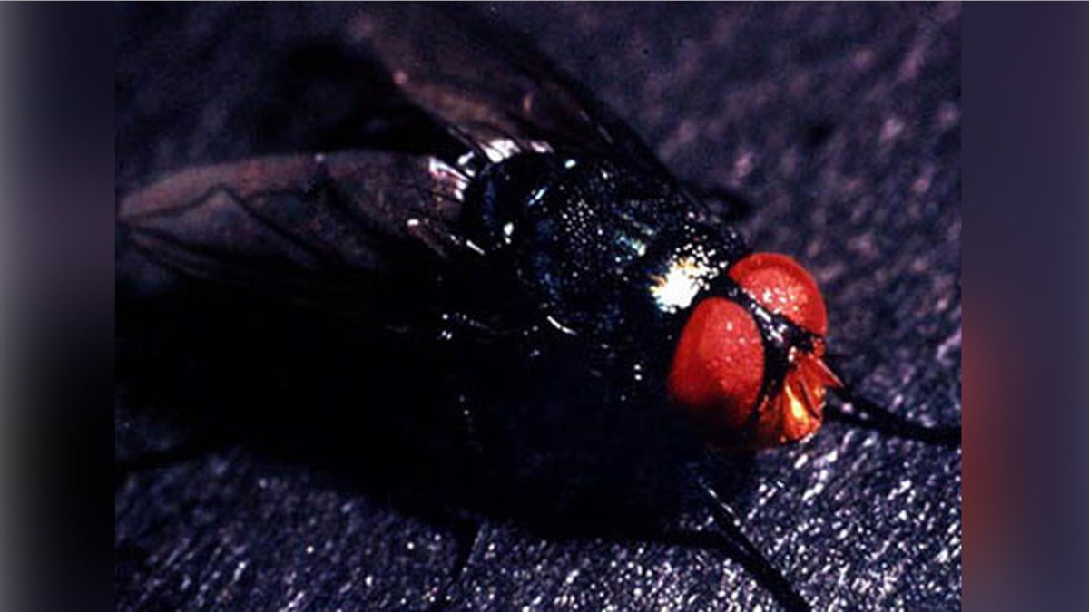 The screwworm fly, Cochliomyia hominivorax.