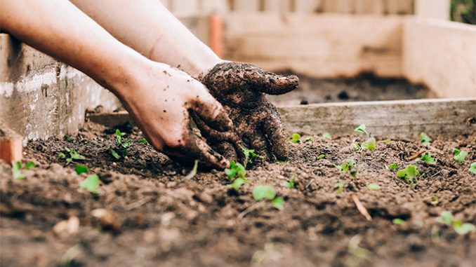 gardening_hands_unsplash