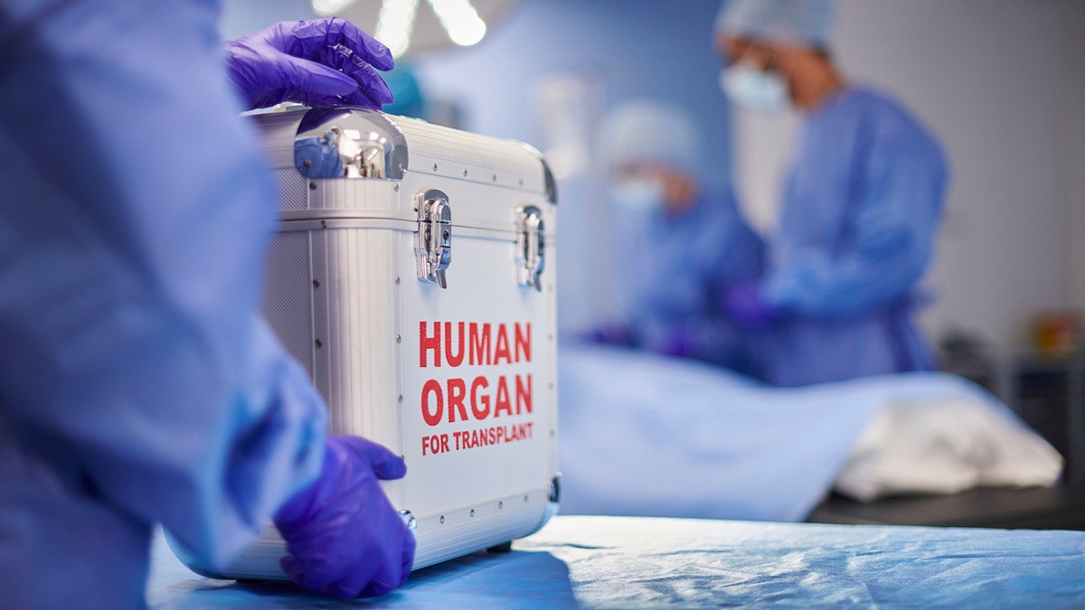 A box carrying an organ for transplantation can be seen on an operating room table.