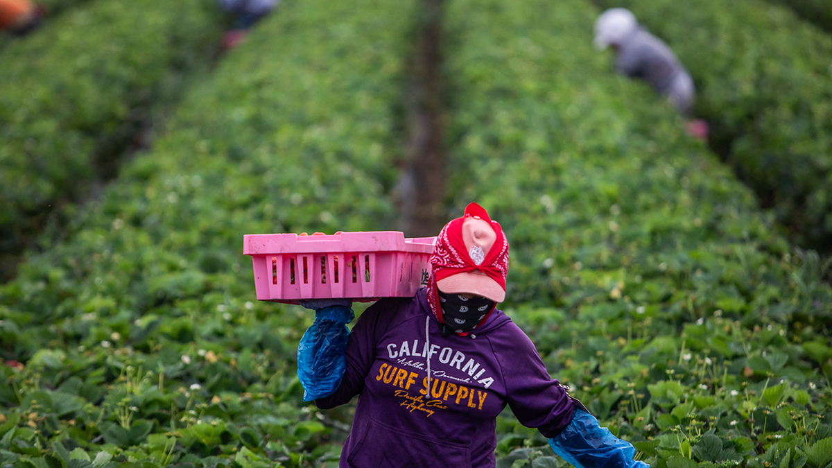 Migrant works in a field on a farm