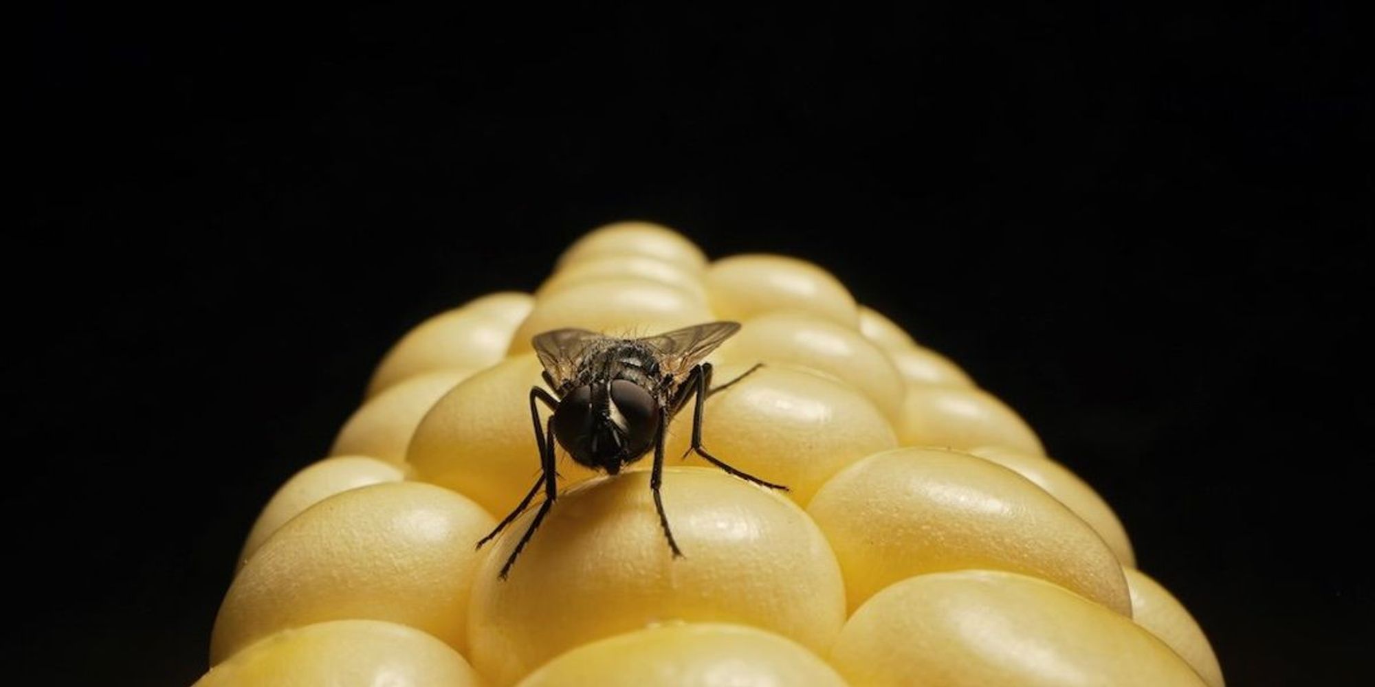Corporate America is eating its seed corn — and our future