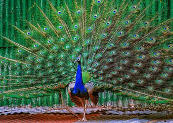 Bizarre: Florida Man Arrested After Killing and Eating His Pet Peacocks | The Gateway Pundit
