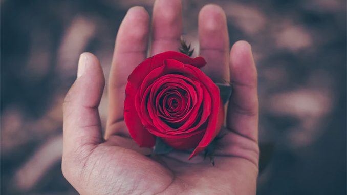 rose_casper