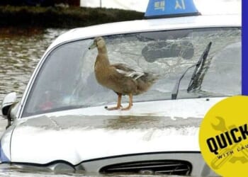 Quick Fix: Is a flood-damaged car worth the savings?