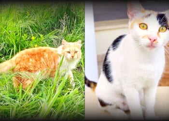 CAT ISLAND: Cyprus Has More Feral Cats Than People, and Now Officials Wants To Implement a Mass Sterilization Program | The Gateway Pundit