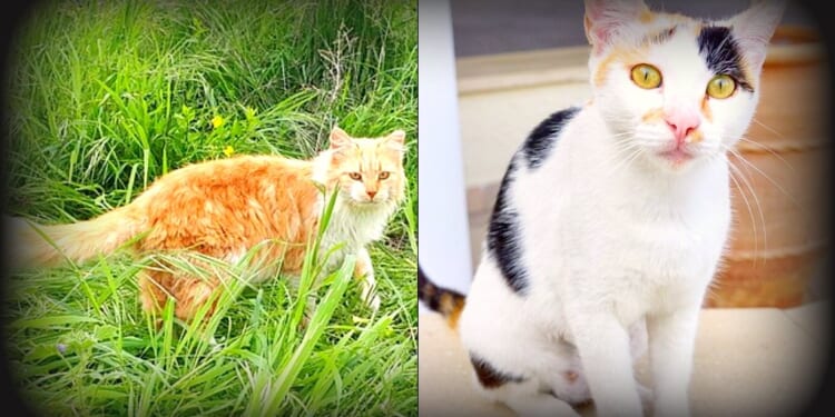 CAT ISLAND: Cyprus Has More Feral Cats Than People, and Now Officials Wants To Implement a Mass Sterilization Program | The Gateway Pundit