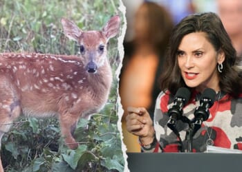 Michigan lawmakers urge Whitmer to save rescued baby deer, coyote from DNR