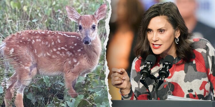 Michigan lawmakers urge Whitmer to save rescued baby deer, coyote from DNR