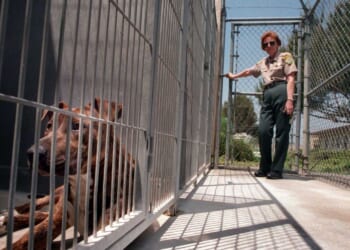 'There's blood everywhere': Man brutally mauled to death by his own dogs