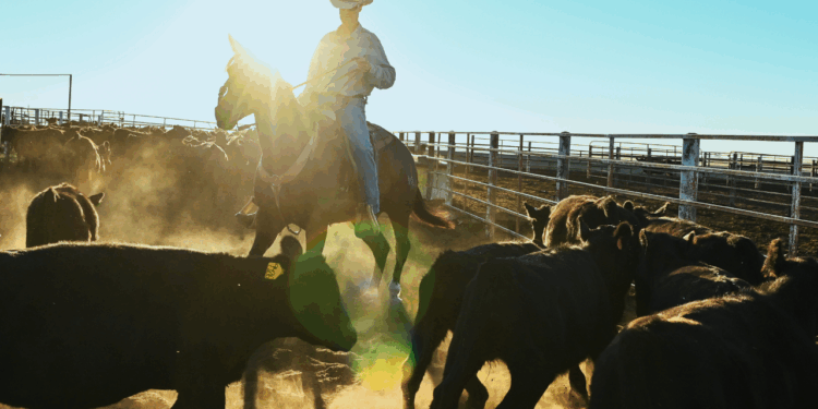 Argentina beef imports won't fix corporate concentration, ranchers say