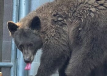 California Zoo Officials Baffled as Wild Bear Breaks Into California Exhibit to Hang Out with Resident Bears | The Gateway Pundit