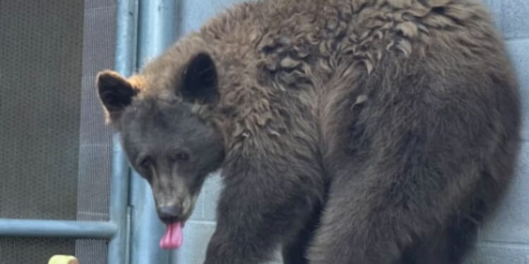 California Zoo Officials Baffled as Wild Bear Breaks Into California Exhibit to Hang Out with Resident Bears | The Gateway Pundit