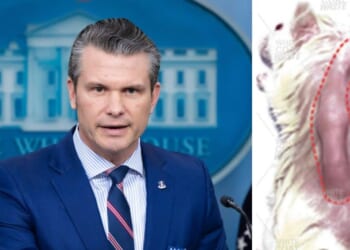 Press briefing at the White House featuring a speaker discussing animal welfare, accompanied by an image highlighting veterinary concerns.