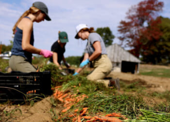 Democrats 'Actively Sabotaging America’s Farmers' in Their Shutdown