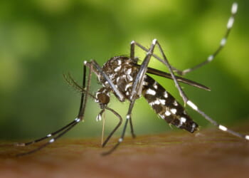 Close-up of a mosquito feeding on skin, showcasing its distinctive black and white markings against a blurred green background.