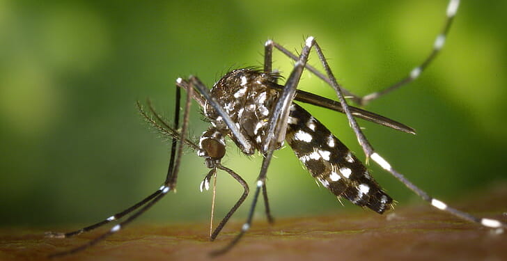 Close-up of a mosquito feeding on skin, showcasing its distinctive black and white markings against a blurred green background.