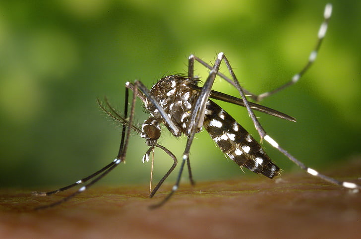 Close-up of a mosquito feeding on skin, showcasing its distinctive black and white markings against a blurred green background.