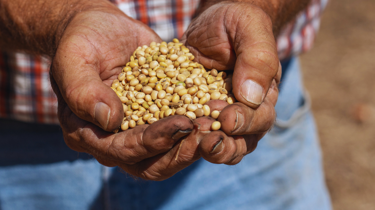 A Kentucky soybean farmer holds freshly harvested soybeans