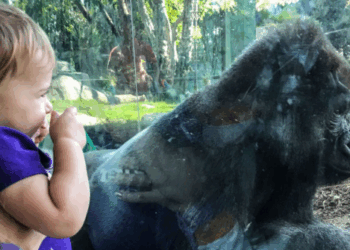 Visitors Shocked When Gorilla Breaks Layer of Glass at San Diego Zoo