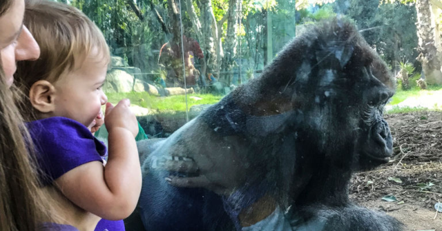 Visitors Shocked When Gorilla Breaks Layer of Glass at San Diego Zoo