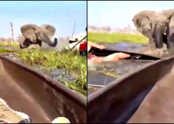 A close-up view of an elephant charging at a canoe, highlighting the danger of wildlife encounters in natural habitats.