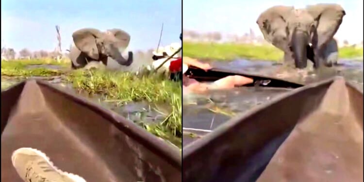 A close-up view of an elephant charging at a canoe, highlighting the danger of wildlife encounters in natural habitats.