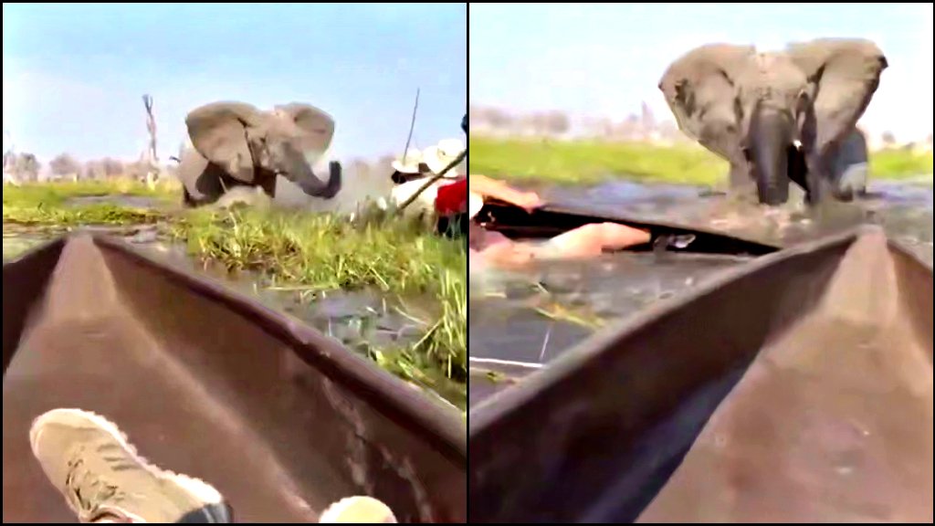 A close-up view of an elephant charging at a canoe, highlighting the danger of wildlife encounters in natural habitats.