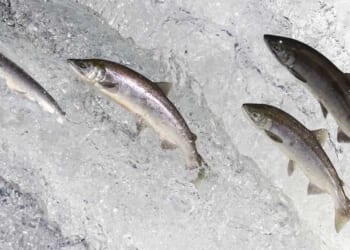 The poisoned stream of culture is flowing through our churches