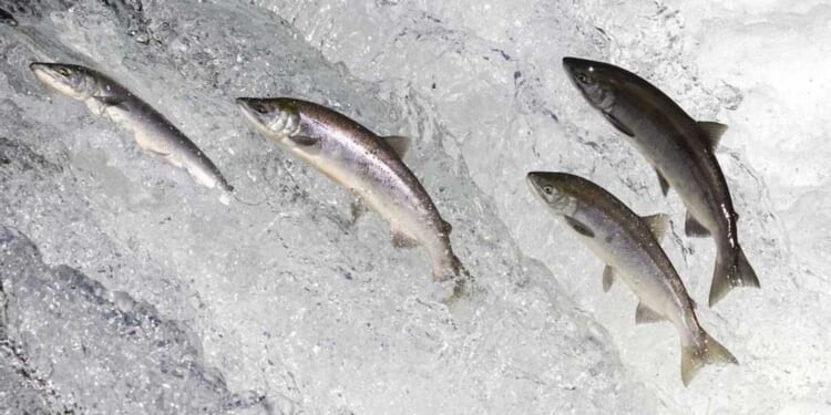 The poisoned stream of culture is flowing through our churches