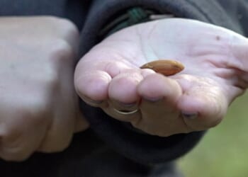 California farmers push back on Prop 50 redistricting plan