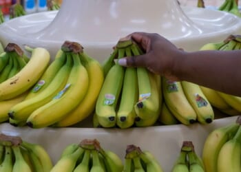 Illegal Aliens Milk SNAP For Taxpayer-Funded Free Food