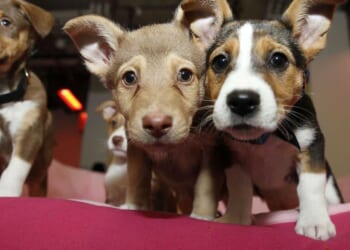 The Associated Press is getting obliterated online for shaming pet owners over climate change