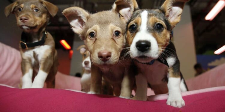 The Associated Press is getting obliterated online for shaming pet owners over climate change