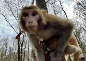 Mom of 5, pastor both fatally shoot escaped monkeys; authorities provide update on frantic search for animals