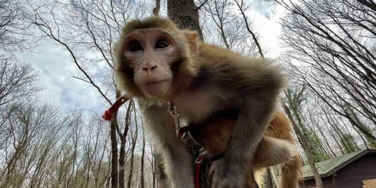 Mom of 5, pastor both fatally shoot escaped monkeys; authorities provide update on frantic search for animals