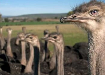 Massacre at Universal Ostrich Farms: Canada kills hundreds of birds despite no evidence of avian flu