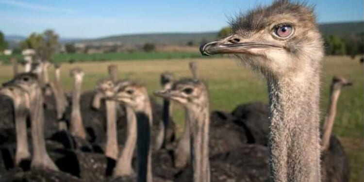 Massacre at Universal Ostrich Farms: Canada kills hundreds of birds despite no evidence of avian flu