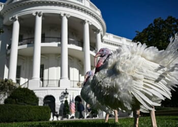 Most voters comfortable with different political views this Thanksgiving
