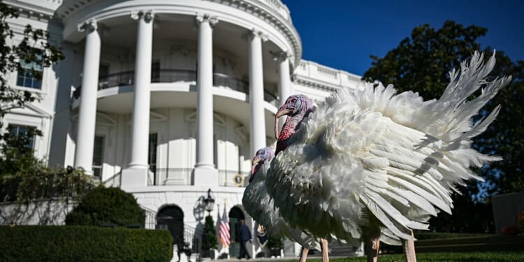 Most voters comfortable with different political views this Thanksgiving