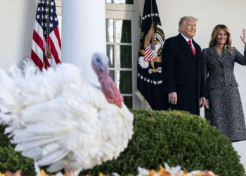 Trump kicks off holidays this week at the White House with turkey pardon