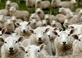 Woke Fashion Designer Uses ‘Gay Sheep’ for Wool in NYC Fashion Debut