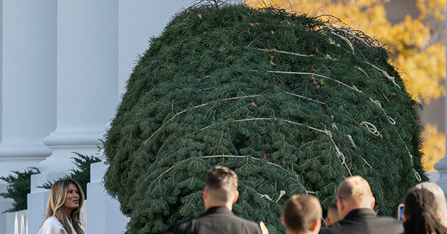 First Lady Melania Trump Welcomes White House Christmas Tree