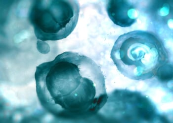 Embryos Credit Andrii Vodolazhskyi CNA