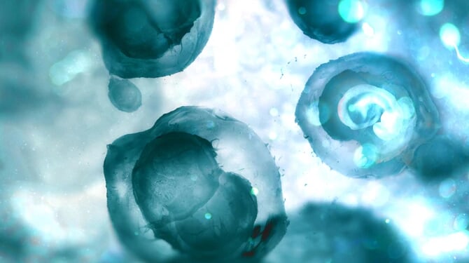 Embryos Credit Andrii Vodolazhskyi CNA