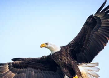 NC Eagle Drops Cat Thru Driver's Windshield